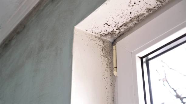 Reliable Alpharetta, GA Mold Removal Solutions