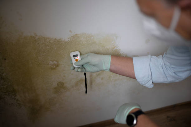 Best Attic Mold Removal  in Alpharetta, GA