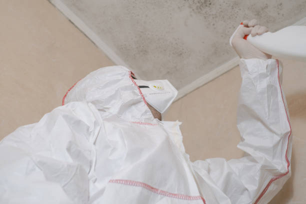 Attic Mold Removal in Alpharetta, GA