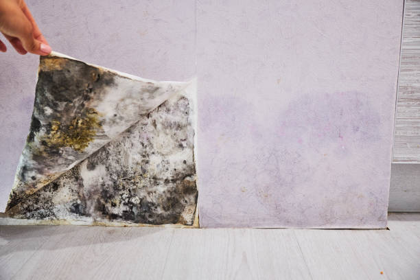 Home Mold Removal in Alpharetta, GA
